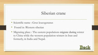 Siberian crane
• Scientific name : Grus leucogeranus
• Found in :Western siberian
• Migrating place : The eastern populations migrate during winter
to China while the western population winters in Iran and
formerly, in India and Nepal.
 