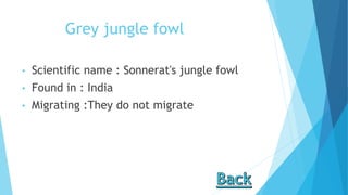 Grey jungle fowl
• Scientific name : Sonnerat's jungle fowl
• Found in : India
• Migrating :They do not migrate
 