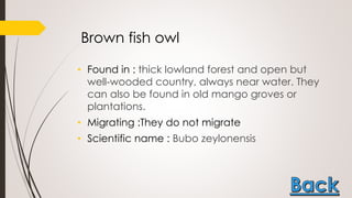 Brown fish owl
• Found in : thick lowland forest and open but
well-wooded country, always near water. They
can also be found in old mango groves or
plantations.
• Migrating :They do not migrate
• Scientific name : Bubo zeylonensis
 