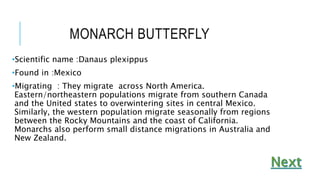 MONARCH BUTTERFLY
•Scientific name :Danaus plexippus
•Found in :Mexico
•Migrating : They migrate across North America.
Eastern/northeastern populations migrate from southern Canada
and the United states to overwintering sites in central Mexico.
Similarly, the western population migrate seasonally from regions
between the Rocky Mountains and the coast of California.
Monarchs also perform small distance migrations in Australia and
New Zealand.
 