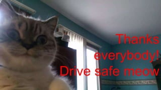 Thanks
everybody!
Drive safe meow
 