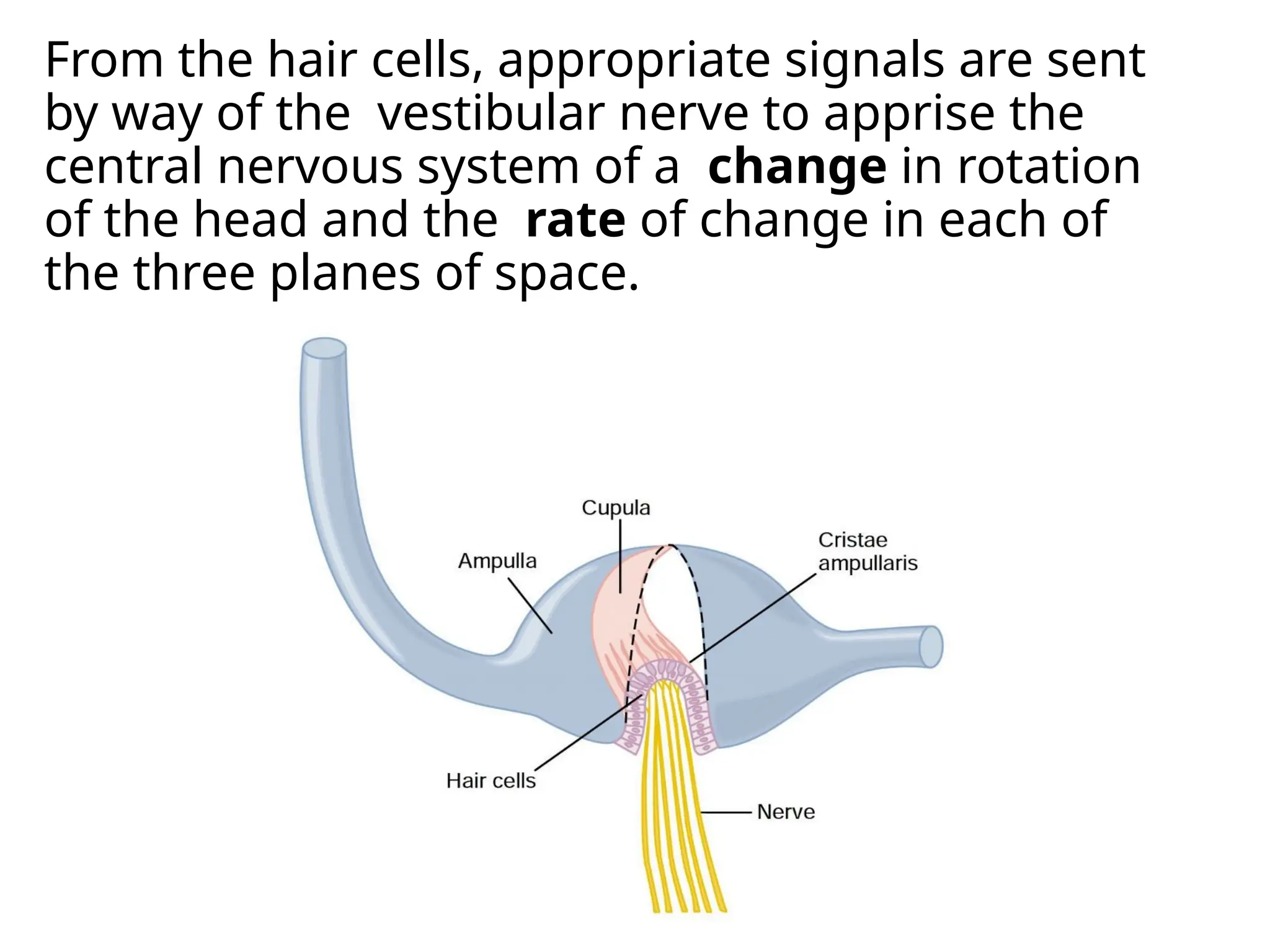 From the hair cells, appropriate signals are sent
by way of the vestibular nerve to apprise the
central nervous system of a change in rotation
of the head and the rate of change in each of
the three planes of space.
 