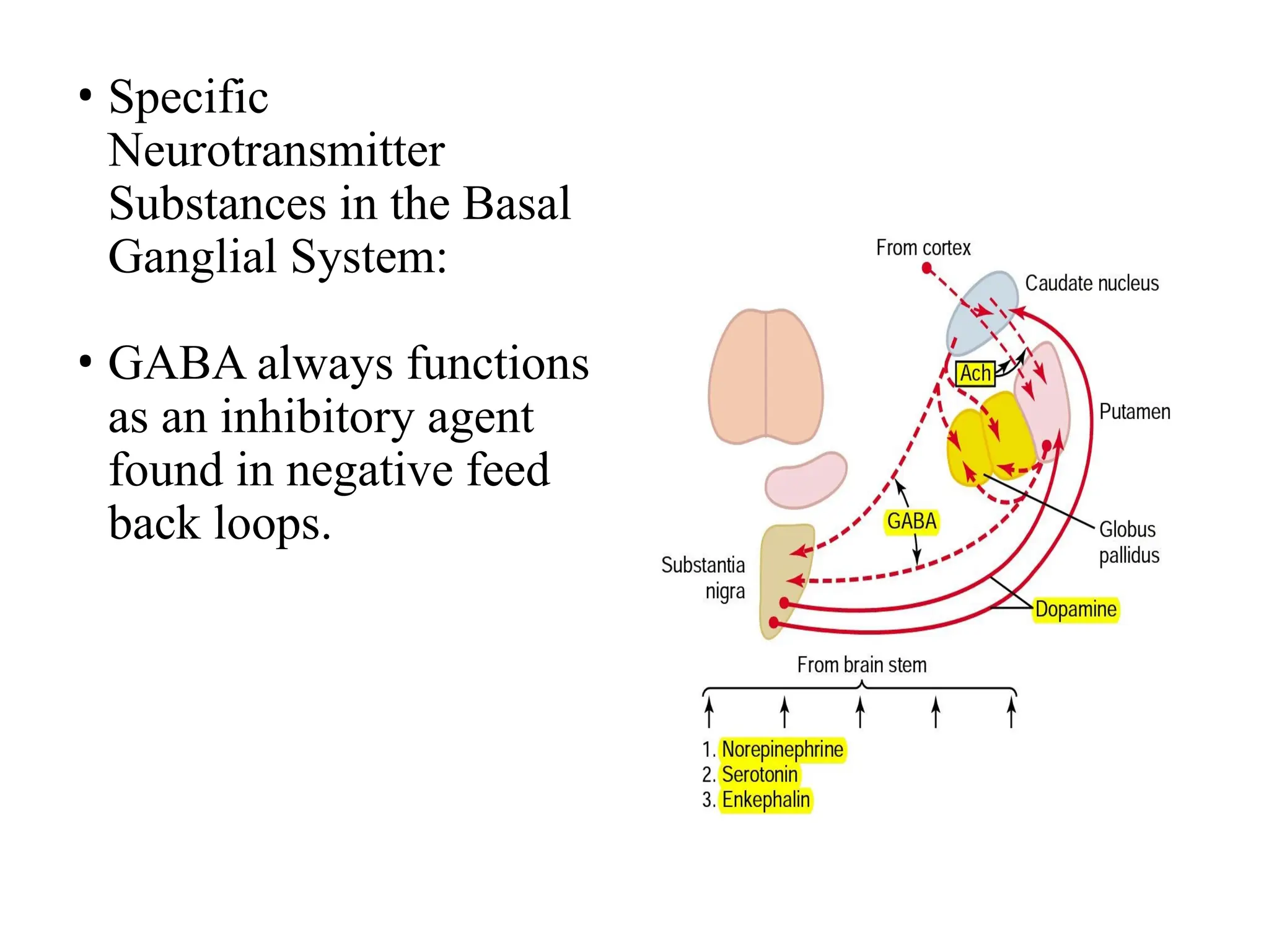 • Specific
Neurotransmitter
Substances in the Basal
Ganglial System:
• GABA always functions
as an inhibitory agent
found in negative feed
back loops.
 