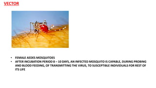 VECTOR
• FEMALE AEDES MOSQUITOES
• AFTER INCUBATION PERIOD 8 – 10 DAYS, AN INFECTED MOSQUITO IS CAPABLE, DURING PROBING
AND BLOOD FEEDING, OF TRANSMITTING THE VIRUS, TO SUSCEPTIBLE INDIVIDUALS FOR REST OF
ITS LIFE
 