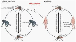 CIRCULATION
2 – 7 DAYS OF
INFECTION
TRANSOVARIALTRANSMISSION
 