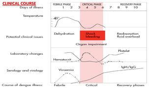 CLINICAL COURSE FEBRILE PHASE CRITICAL PHASE RECOVERY PHASE
 