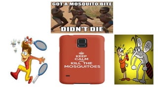 dengue 