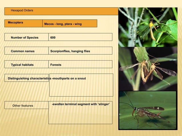 BIOLOGY ,HABITAT AND IMPORTANT DIAGONOSTIC FEATURES OF THE INSECT ORDER ...