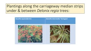 Plantings along the carriageway median strips
under & between Delonix regia trees:
Rusellia equisetiformis Dianella interm...