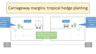Carriageway margins: tropical hedge planting
Cross-
section
A-A
Cross-
section
A-A
naemontana
m height) and
llamanda
m hei...