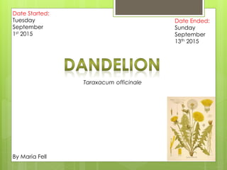 Taraxacum officinale
By Maria Fell
Date Started:
Tuesday
September
1st 2015
Date Ended:
Sunday
September
13th 2015
 