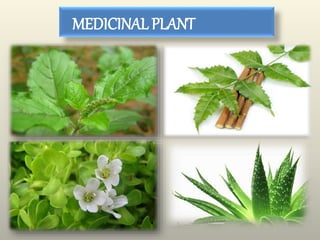 MEDICINAL PLANT
 