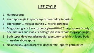 Salvinia ppt | PPTX