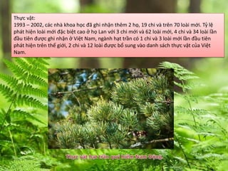Thực vật:
1993 – 2002, các nhà khoa học đã ghi nhận thêm 2 họ, 19 chi và trên 70 loài mới. Tỷ lệ
phát hiện loài mới đặc biệt cao ở họ Lan với 3 chi mới và 62 loài mới, 4 chi và 34 loài lần
đầu tiên được ghi nhận ở Việt Nam, ngành hạt trần có 1 chi và 3 loài mới lần đầu tiên
phát hiện trên thế giới, 2 chi và 12 loài được bổ sung vào danh sách thực vật của Việt
Nam.
 