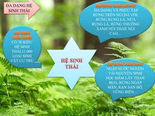 ĐA DẠNG HỆ
SINH THÁI
CÓ 20 KIỂU
HỆ SINH
THÁI,11.000
LOÀI SINH
VẬT CƯ TRÚ
ĐA DẠNG VÀ PHỨC TẠP
RỪNG TRÊN NÚI ĐÁ VÔI,
RỪNG RỤNG LÁ, NỬA
RỤNG LÁ, RỪNG THƯỜNG
XANH NÚI THẤP, NÚI
CAO…
NGẬP NƯỚC NGUỒN
TÀI NGUYÊN SINH
HỌC ĐÂM LẦY THAN
BUN, RỪNG NGẬP
MẶN, RẠN SAN HÔ,
VŨNG BIỂN…
 