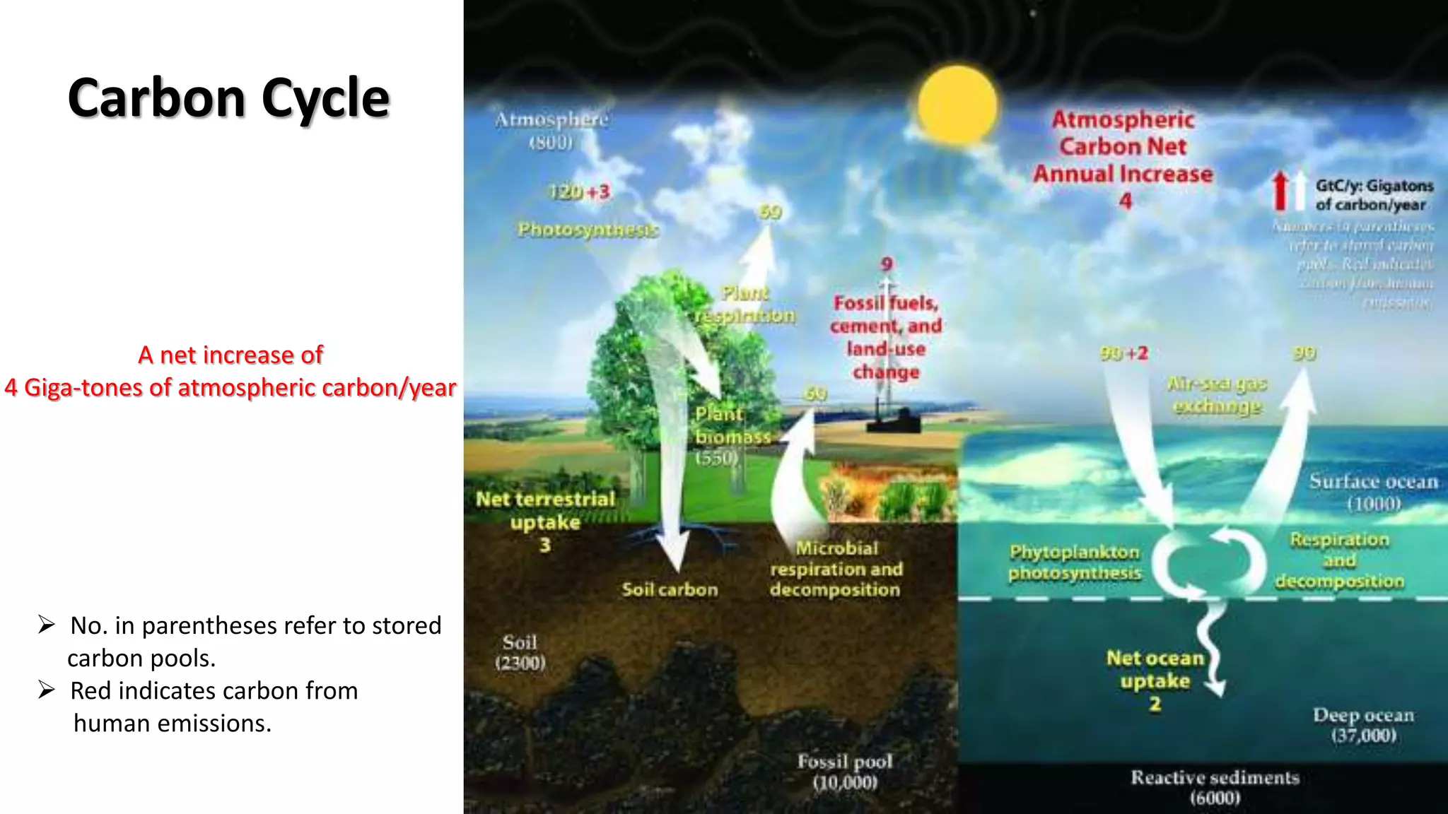 A net increase of
4 Giga-tones of atmospheric carbon/year
 No. in parentheses refer to stored
carbon pools.
 Red indicates carbon from
human emissions.
Carbon Cycle
 
