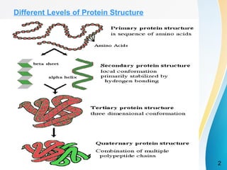 methods for protein structure prediction | PPT