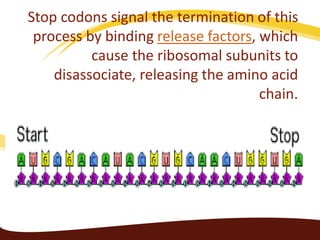 genetic code | PPTX