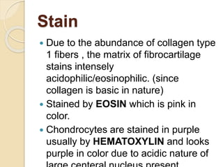 Stain
 Due to the abundance of collagen type
1 fibers , the matrix of fibrocartilage
stains intensely
acidophilic/eosinophilic. (since
collagen is basic in nature)
 Stained by EOSIN which is pink in
color.
 Chondrocytes are stained in purple
usually by HEMATOXYLIN and looks
purple in color due to acidic nature of
 