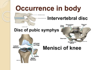 Occurrence in body
Intervertebral disc
Disc of pubic symphysis
Menisci of knee
joint
 