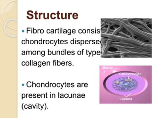 Structure
 Fibro cartilage consists of
chondrocytes dispersed
among bundles of type 1
collagen fibers.
 Chondrocytes are
present in lacunae
(cavity).
 
