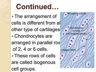 Continued…
 The arrangement of
cells is different from all
other type of cartilages.
 Chondrocytes are
arranged in parallel rows
of 2, 4 or 6 cells.
 These rows of cells
are called isogenous
cell groups.
 