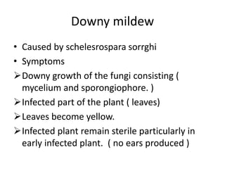 Downy mildew
• Caused by schelesrospara sorrghi
• Symptoms
Downy growth of the fungi consisting (
mycelium and sporongiophore. )
Infected part of the plant ( leaves)
Leaves become yellow.
Infected plant remain sterile particularly in
early infected plant. ( no ears produced )
 