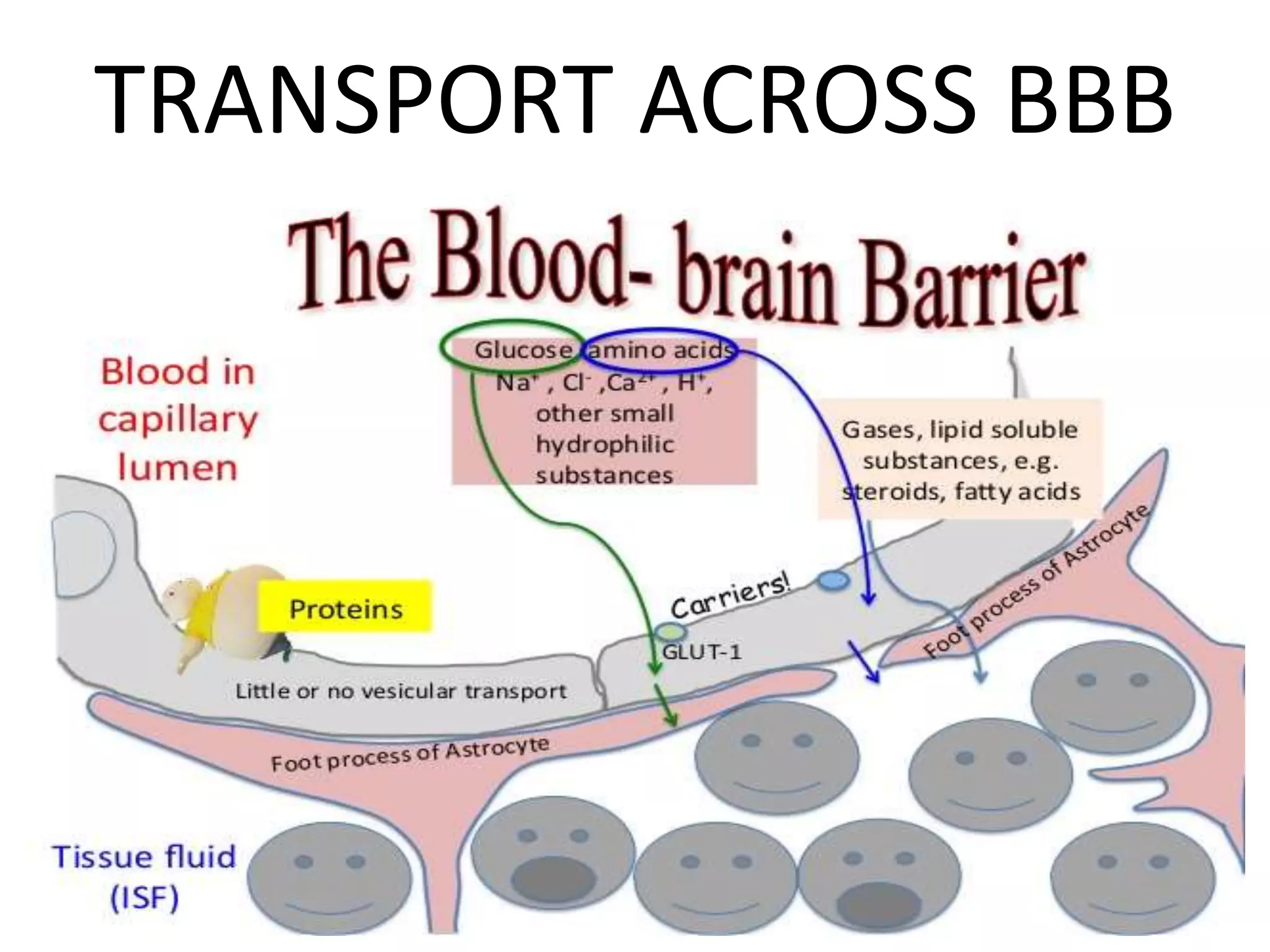 Blood brain barrier | PPTX