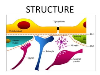Blood brain barrier | PPTX