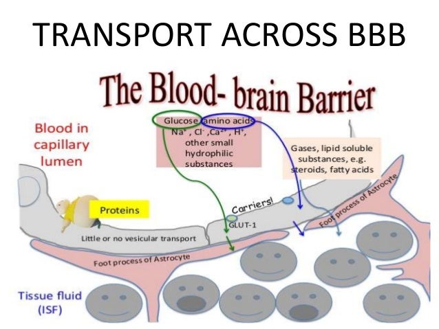 Diagram Blood Brain Barrier Image collections - How To 