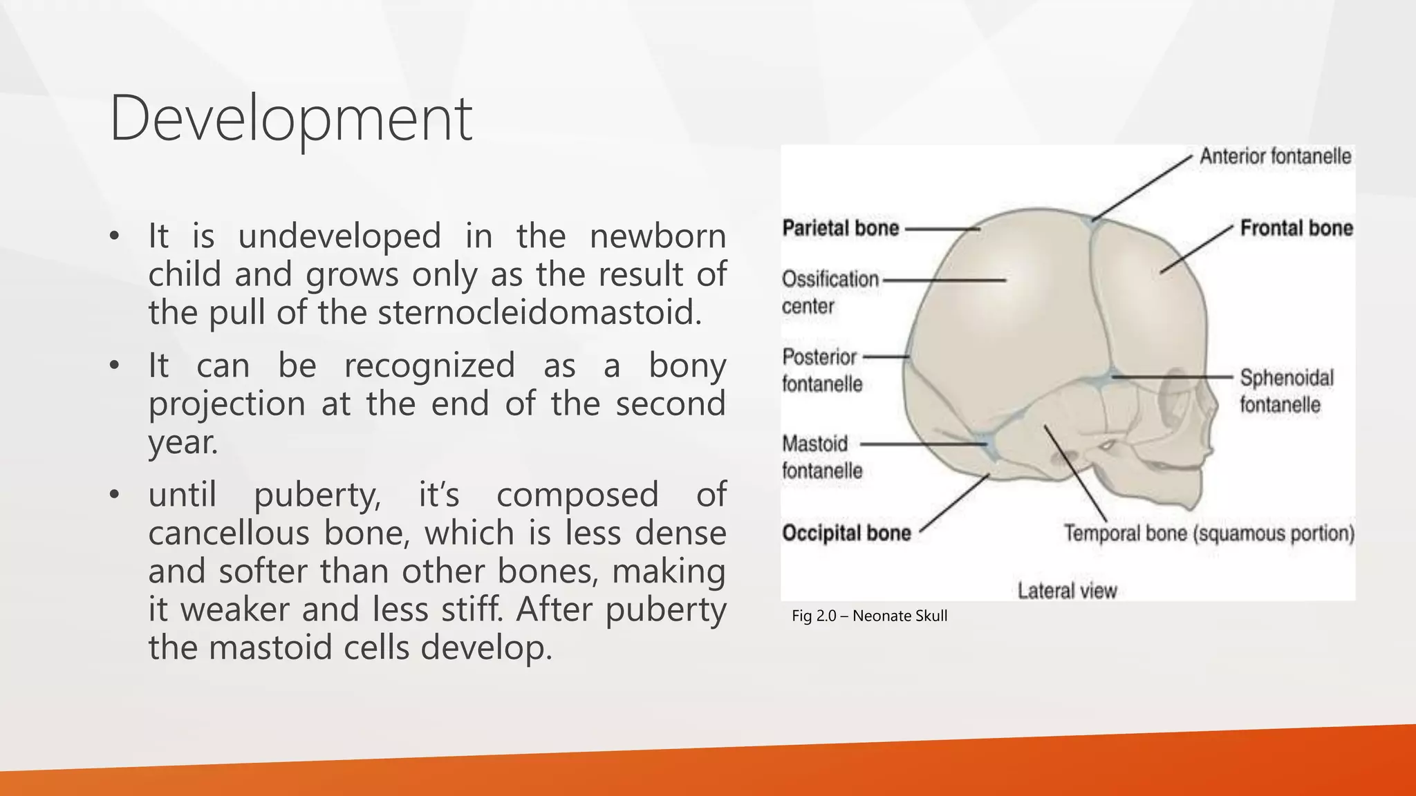 Development
• It is undeveloped in the newborn
child and grows only as the result of
the pull of the sternocleidomastoid.
• It can be recognized as a bony
projection at the end of the second
year.
• until puberty, it’s composed of
cancellous bone, which is less dense
and softer than other bones, making
it weaker and less stiff. After puberty
the mastoid cells develop.
Fig 2.0 – Neonate Skull
 
