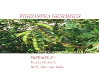 PREPARED By:-
Varsha Gaitonde
BHU, Varanasi, India
PIGEONPEA GENOMICS
 