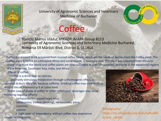 University of Agronomic Sciences and Veterinary
Medicine of Bucharest
Coffee
Coffee is a brewed drink prepared from roasted coffee beans, which are the seeds of berries from the Coffea plant. The
Coffea plant is native to subtropical Africa and some islands in southern Asia. The plant was exported from Africa to
countries around the world and coffee plants are now cultivated in over 70 countries, primarily in the equatorial regions
of the Americas, Southeast Asia, India, and Africa.
Effects of coffee:
- coffee is a drink that no calories,
- positively stimulates metabolism through a thermogenic effect, a
stimulus to burn body fat, because caffeine. Drinking coffee may contribute to
weight loss or maintaining it at some level.
In the case of abuse of coffee or other caffeinated beverages may occur
following negative effects:
tachycardia (increased heart rate)
restlessness, tremor (shaking), nervousness, panic
insomnia
anemia
a slight state of dependency, without coffee may experience
headache (migraine).
Stanciu Marius Vlăduț MIEADR IMAPA Group 8113
University of Agronomic Sciences and Veterinary Medicine Bucharest,
România 59 Mărăști Blvd, District 1, 011464
Bibliography:
https://ro.wikipedia.org/wiki/Cafea#Ef
ectele_cafelei
 