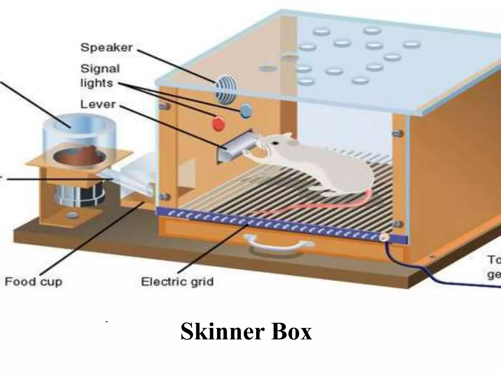 Skinner Box
-
 