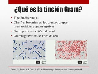 Tinción Bacteriana. Tinción Simple, Tinción Diferencial (Tinción GRAM, Tinción Ziehl-Neelsen, Acid-Fast), Tinción Estructural 