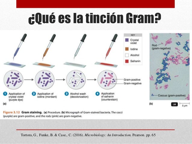 Tinción Bacteriana. Tinción Simple, Tinción Diferencial (Tinción GRAM…