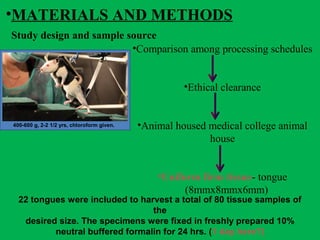 •MATERIALS AND METHODS
•Comparison among processing schedules
•Ethical clearance
•Animal housed medical college animal
house
•Uniform firm tissue- tongue
(8mmx8mmx6mm)
22 tongues were included to harvest a total of 80 tissue samples of
the
desired size. The specimens were fixed in freshly prepared 10%
neutral buffered formalin for 24 hrs. (1 day here?)
Study design and sample source
400-600 g, 2-2 1/2 yrs, chloroform given.
 