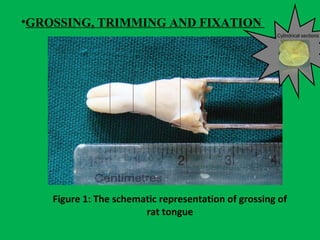 Figure 1: The schematic representation of grossing of
rat tongue
•GROSSING, TRIMMING AND FIXATION
Cylindrical sections
 