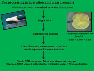 Which tissues are to be washed in water after fixation?
Pre processing preparation and measurements
Begg’s wire
Linear measurement in mm
(length)
3 chip CCD camera on Trinocular stereo microscope
(Olympus SZX7, Japan) calibrated for millimetre under × 10 magnification
Morphometric analysis
[8 mm × 8 mm × 6 mm]
a two dimension measurement of surface
area in square millimetres was done
 