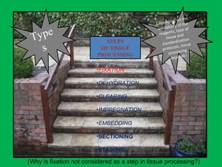 STEPS
OF TISSUE
PROCESSING
•FIXATION
•DEHYDRATION
•CLEARING
•IMPREGNATION
•EMBEDDING
•SECTIONING
•STAINING
Type
s
Depending on the
availability of the
reagents, type of
tissue and
standardization
protocols, tissue
processing
depends!
(Why is fixation not considered as a step in tissue processing?)
 