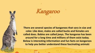 Kangaroo
There are several species of kangaroos that vary in size and
color. Like deer, males are called bucks and females are
called does. Babies are called joeys. The kangaroo has been
around for a long time and millions of them exist today.
Below is interesting information and fun facts on kangaroos
to help you better understand these fascinating animals
 