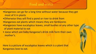 Food and water
•Kangaroos can go for a long time without water because they get
most of it in plants
•Otherwise they will find a pond or river to drink from
•Kangaroos eat plants which means they are herbivores
•Kangaroos have eucalyptus leaves, small bushes or any other type
of plant material to eat
• Joeys which are baby Kangaroo’s drink milk form their own
mother’s.
Here is a picture of eucalyptus leaves which is a plant that
Kangaroos love to eat.
 
