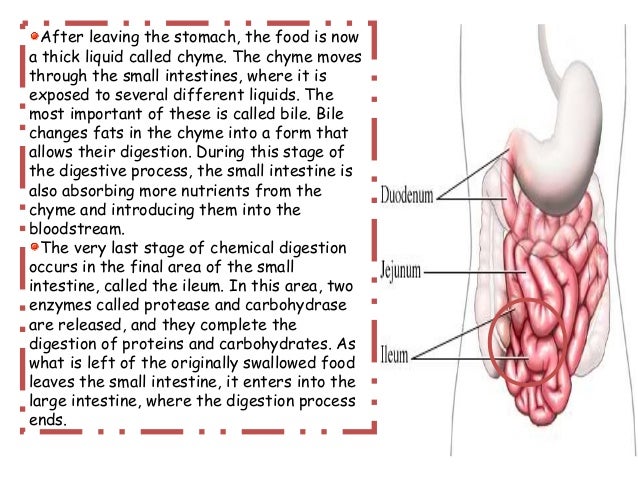 Chemical Changes During Food Digestion