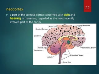 Brain Neocortex Labeled Presentation1 | PPT