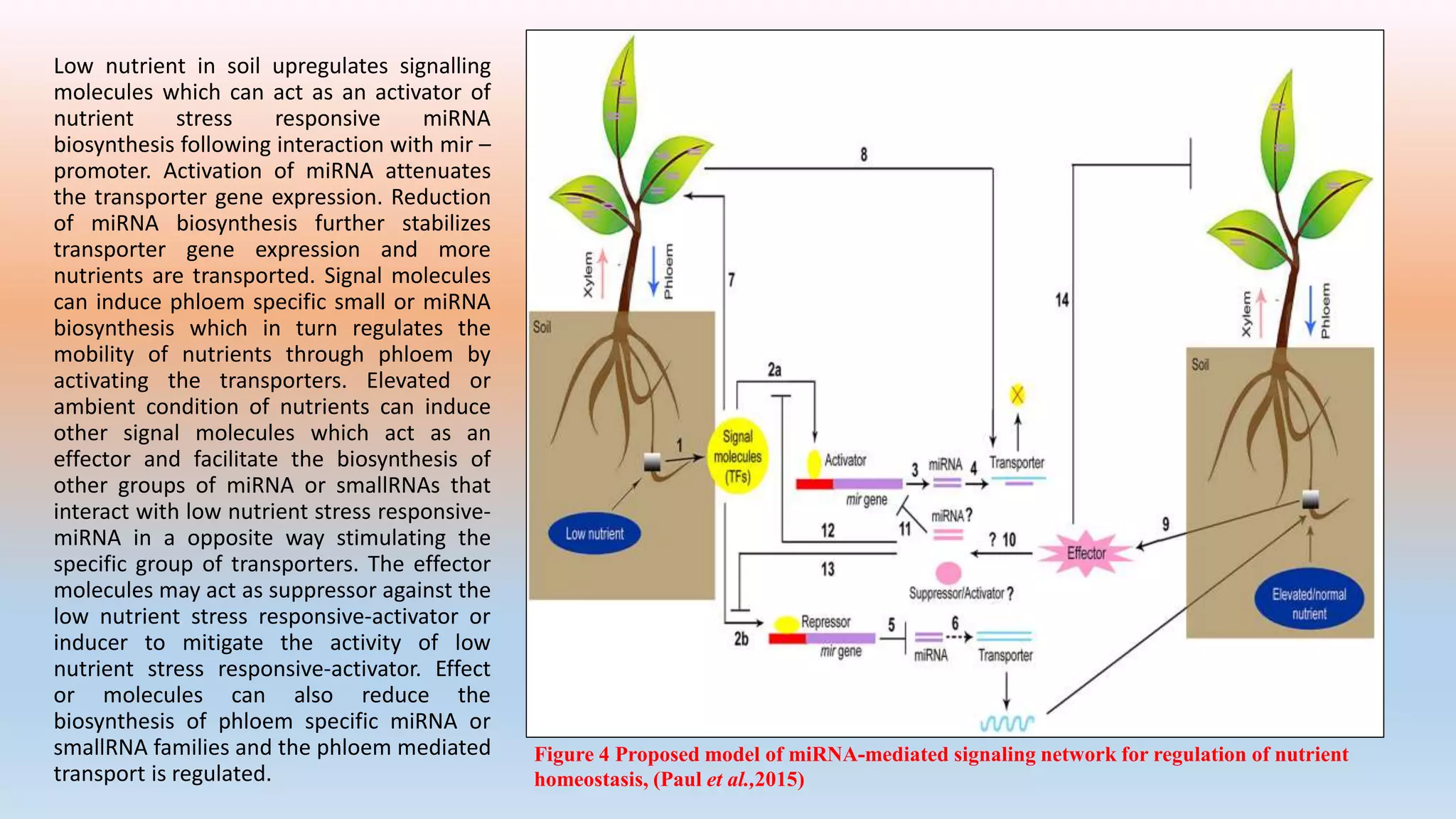 Low nutrient in soil upregulates signalling
molecules which can act as an activator of
nutrient stress responsive miRNA
biosynthesis following interaction with mir –
promoter. Activation of miRNA attenuates
the transporter gene expression. Reduction
of miRNA biosynthesis further stabilizes
transporter gene expression and more
nutrients are transported. Signal molecules
can induce phloem specific small or miRNA
biosynthesis which in turn regulates the
mobility of nutrients through phloem by
activating the transporters. Elevated or
ambient condition of nutrients can induce
other signal molecules which act as an
effector and facilitate the biosynthesis of
other groups of miRNA or smallRNAs that
interact with low nutrient stress responsive-
miRNA in a opposite way stimulating the
specific group of transporters. The effector
molecules may act as suppressor against the
low nutrient stress responsive-activator or
inducer to mitigate the activity of low
nutrient stress responsive-activator. Effect
or molecules can also reduce the
biosynthesis of phloem specific miRNA or
smallRNA families and the phloem mediated
transport is regulated.
Figure 4 Proposed model of miRNA-mediated signaling network for regulation of nutrient
homeostasis, (Paul et al.,2015)
 