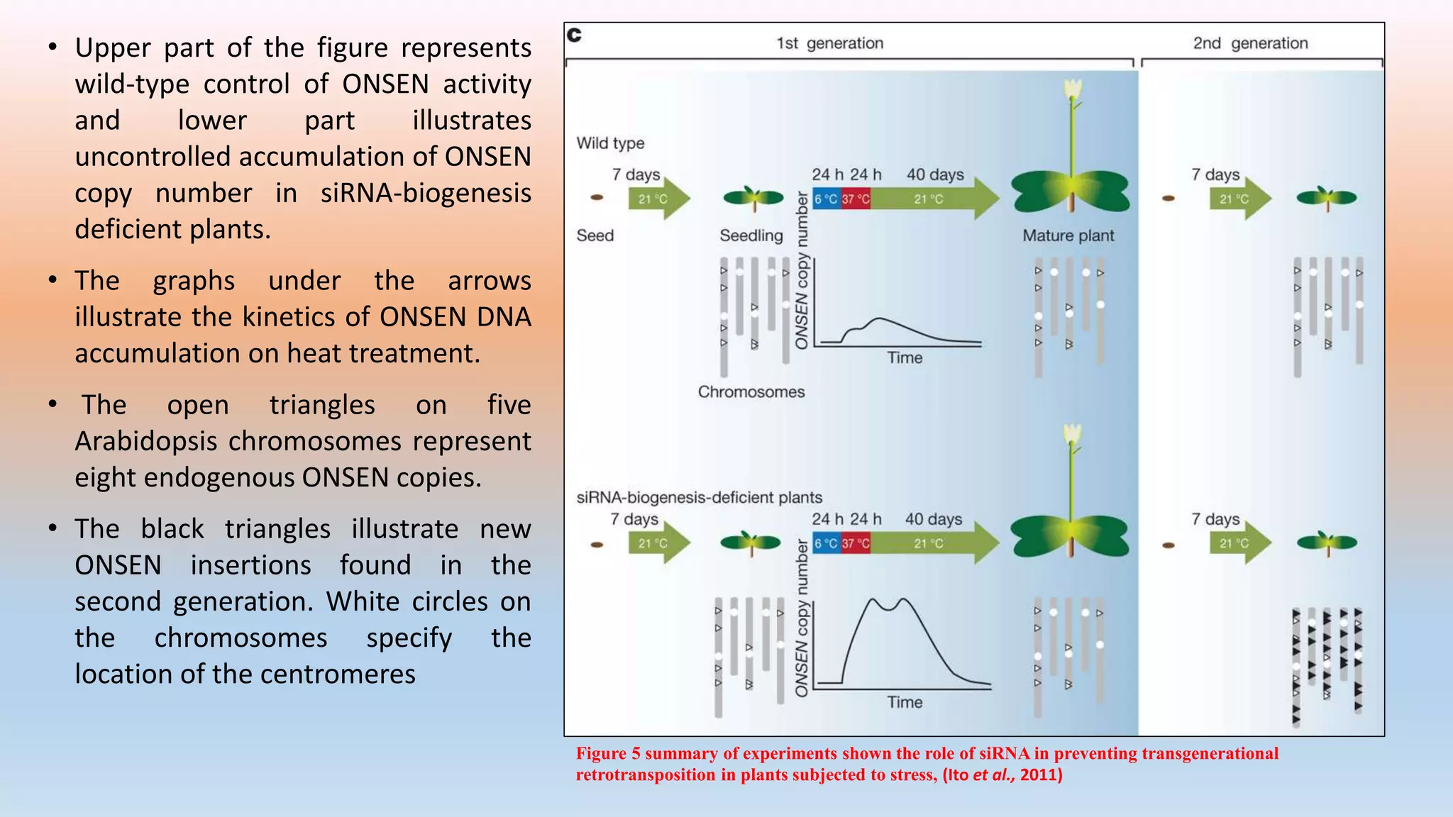 • Upper part of the figure represents
wild-type control of ONSEN activity
and lower part illustrates
uncontrolled accumulation of ONSEN
copy number in siRNA-biogenesis
deficient plants.
• The graphs under the arrows
illustrate the kinetics of ONSEN DNA
accumulation on heat treatment.
• The open triangles on five
Arabidopsis chromosomes represent
eight endogenous ONSEN copies.
• The black triangles illustrate new
ONSEN insertions found in the
second generation. White circles on
the chromosomes specify the
location of the centromeres
Figure 5 summary of experiments shown the role of siRNA in preventing transgenerational
retrotransposition in plants subjected to stress, (Ito et al., 2011)
 