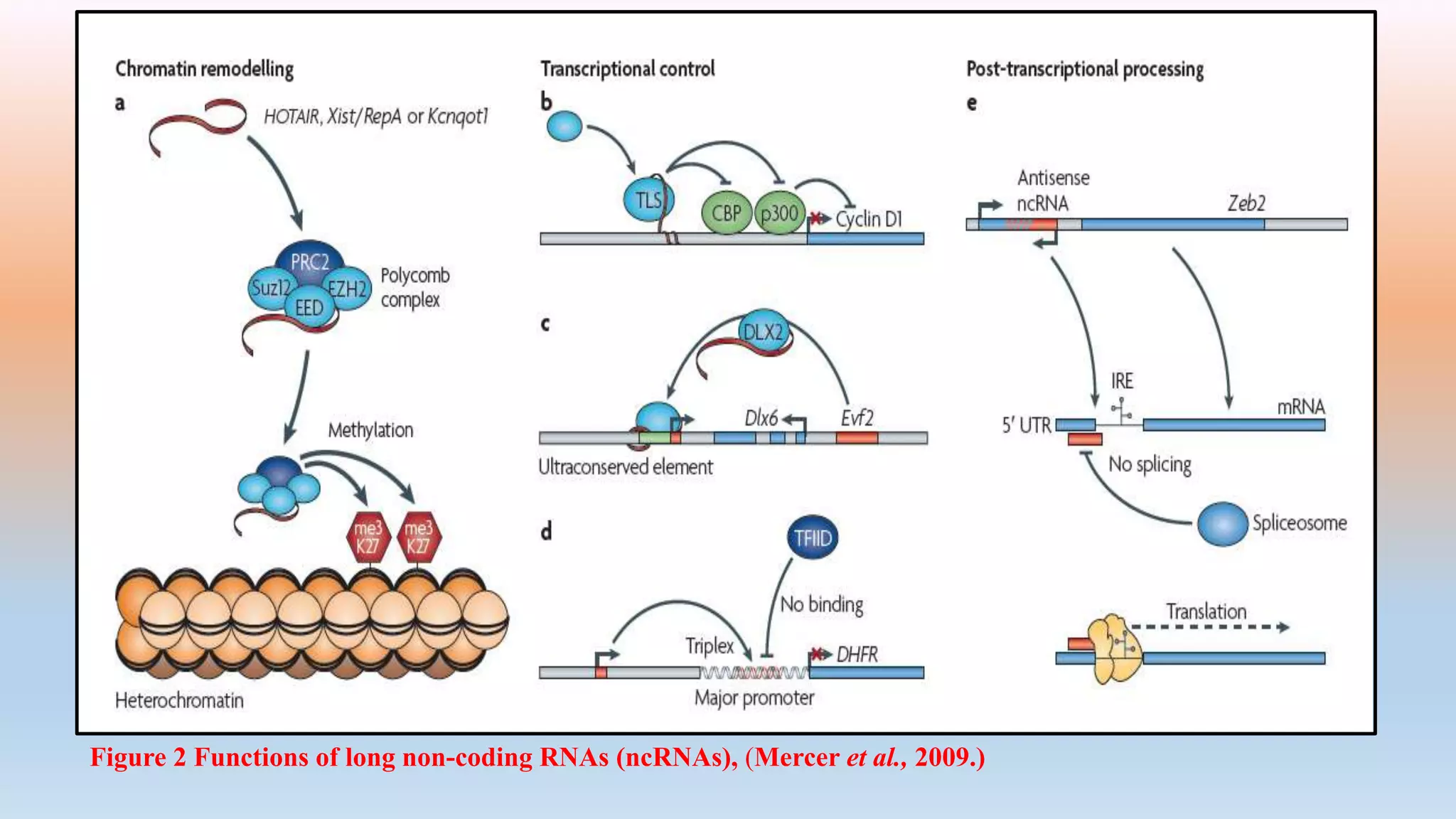 Figure 2 Functions of long non-coding RNAs (ncRNAs), (Mercer et al., 2009.)
 