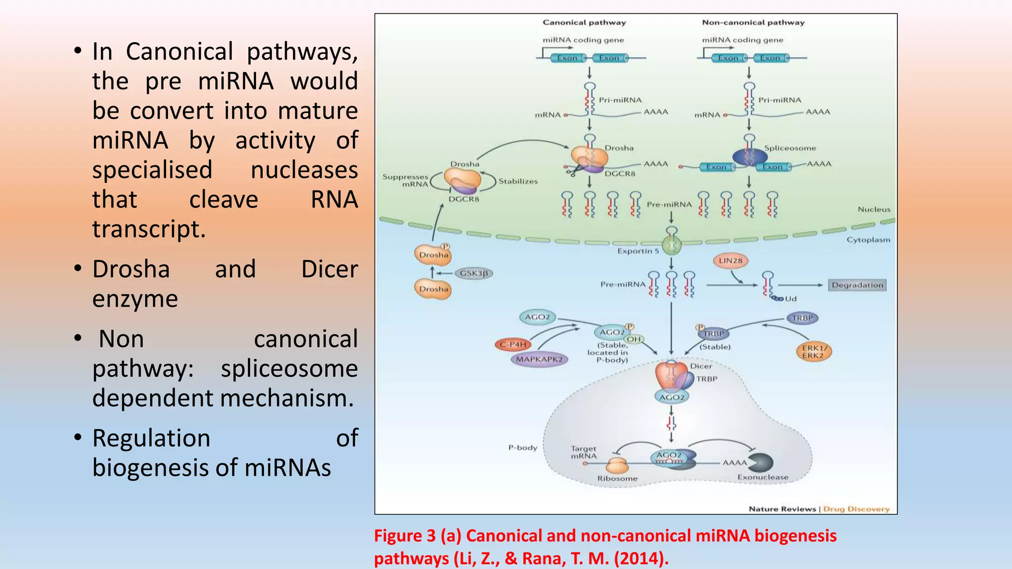 • In Canonical pathways,
the pre miRNA would
be convert into mature
miRNA by activity of
specialised nucleases
that cleave RNA
transcript.
• Drosha and Dicer
enzyme
• Non canonical
pathway: spliceosome
dependent mechanism.
• Regulation of
biogenesis of miRNAs
Figure 3 (a) Canonical and non-canonical miRNA biogenesis
pathways (Li, Z., & Rana, T. M. (2014).
 