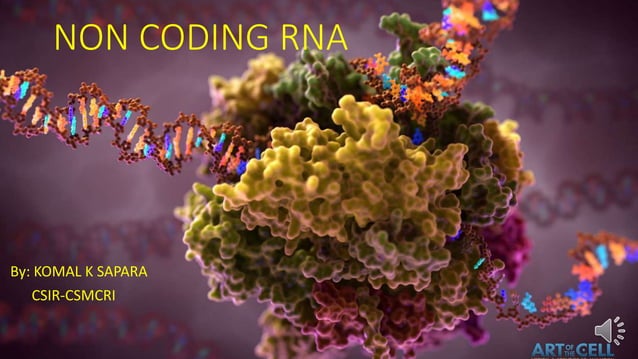 non coding RNA | PPT