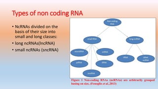 non coding RNA | PPT